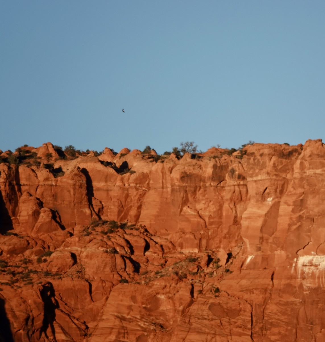 California Condor - ML645821688