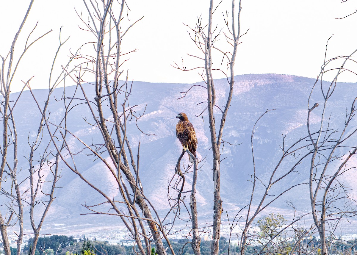 Poiana codarossa - ML645821692