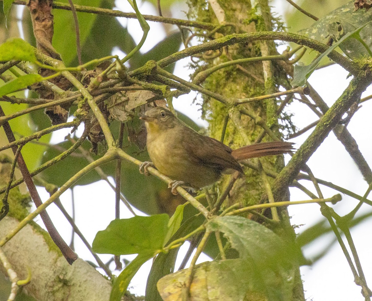 Cabanis's Greenbul (Cabanis's) - ML645821703