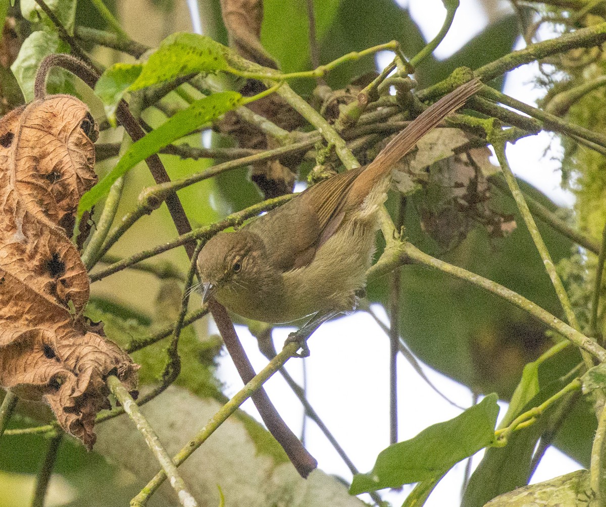 Cabanis's Greenbul (Cabanis's) - ML645821704