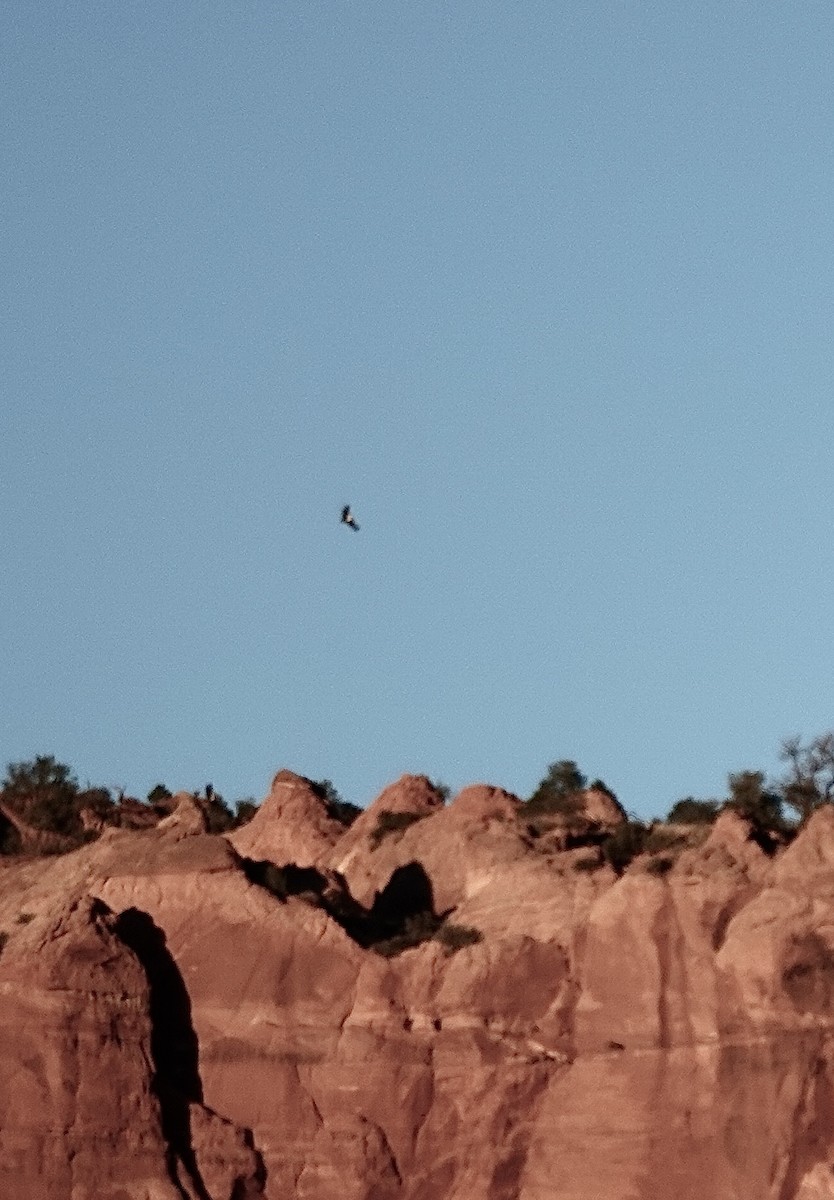 California Condor - ML645821705