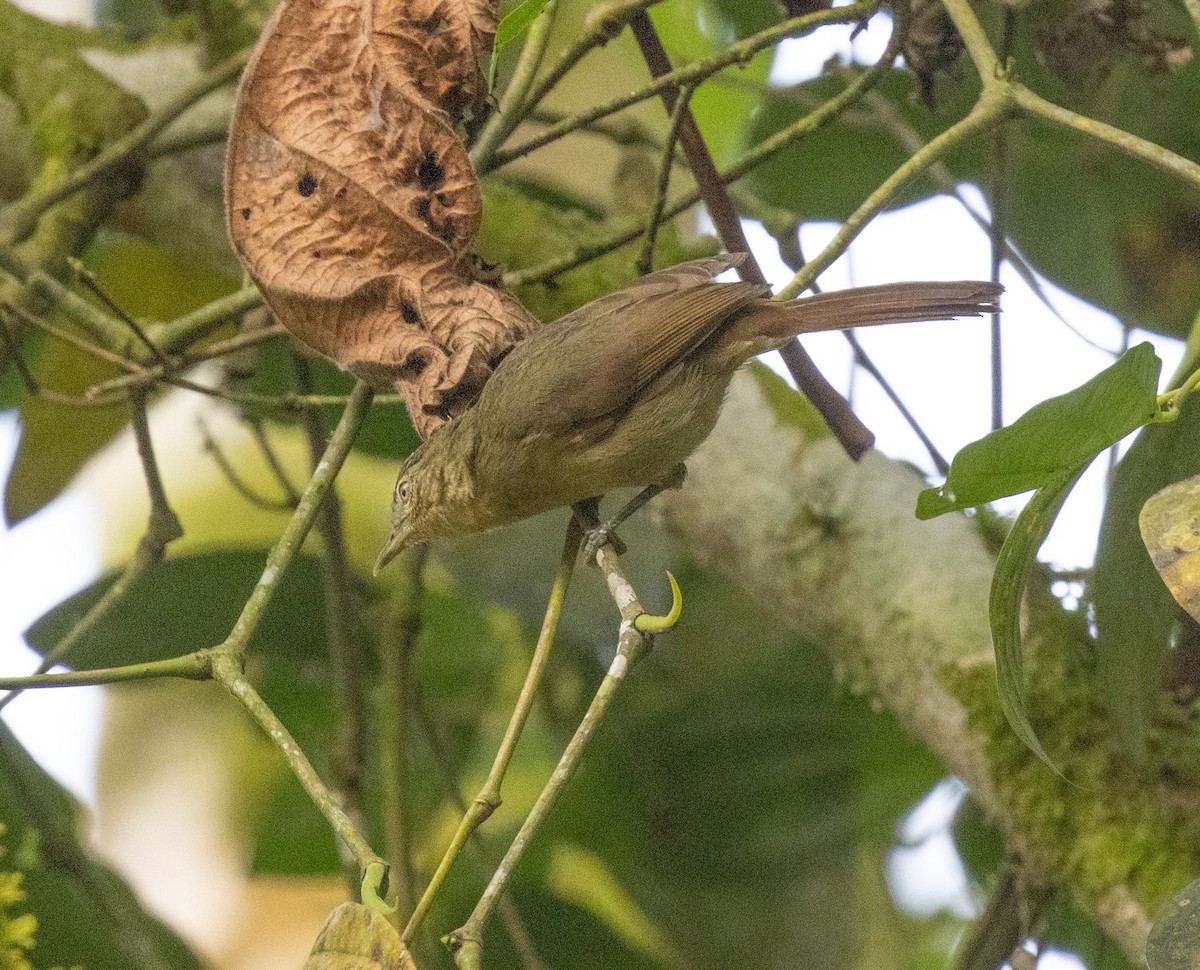 Cabanis's Greenbul (Cabanis's) - ML645821706