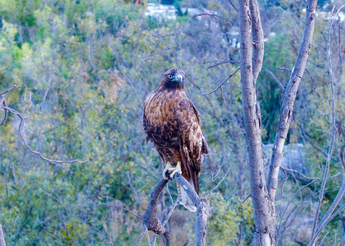 Poiana codarossa - ML645821707