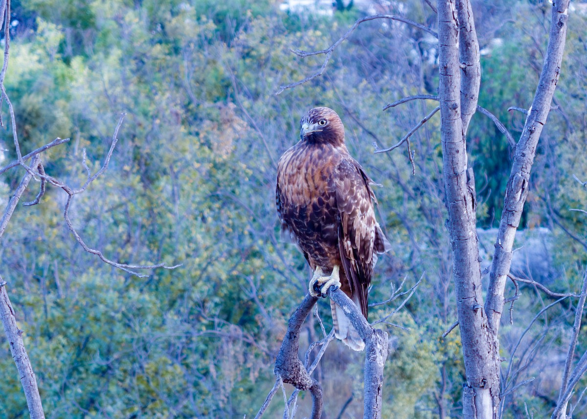 Poiana codarossa - ML645821708