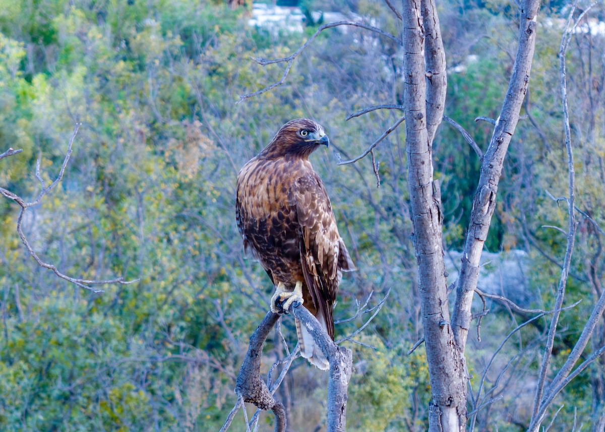 Poiana codarossa - ML645821709