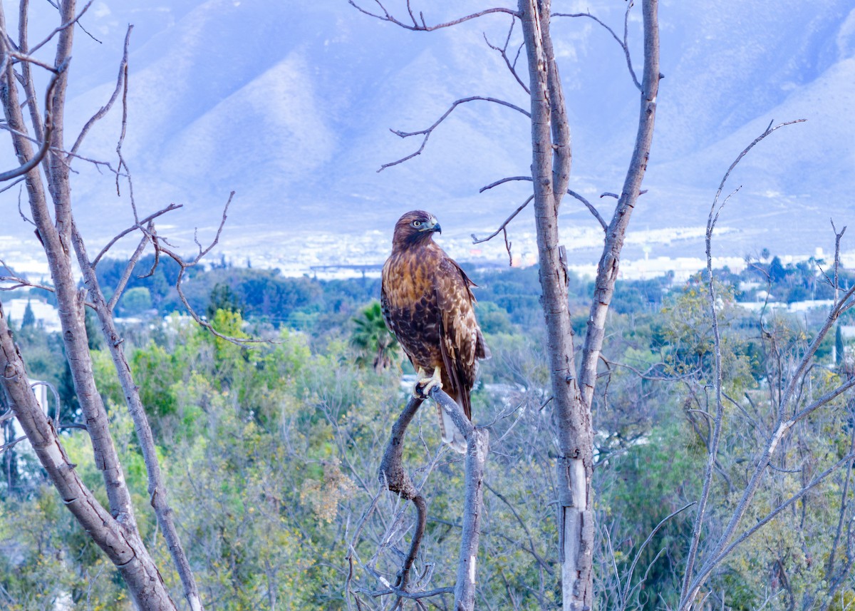 Poiana codarossa - ML645821710