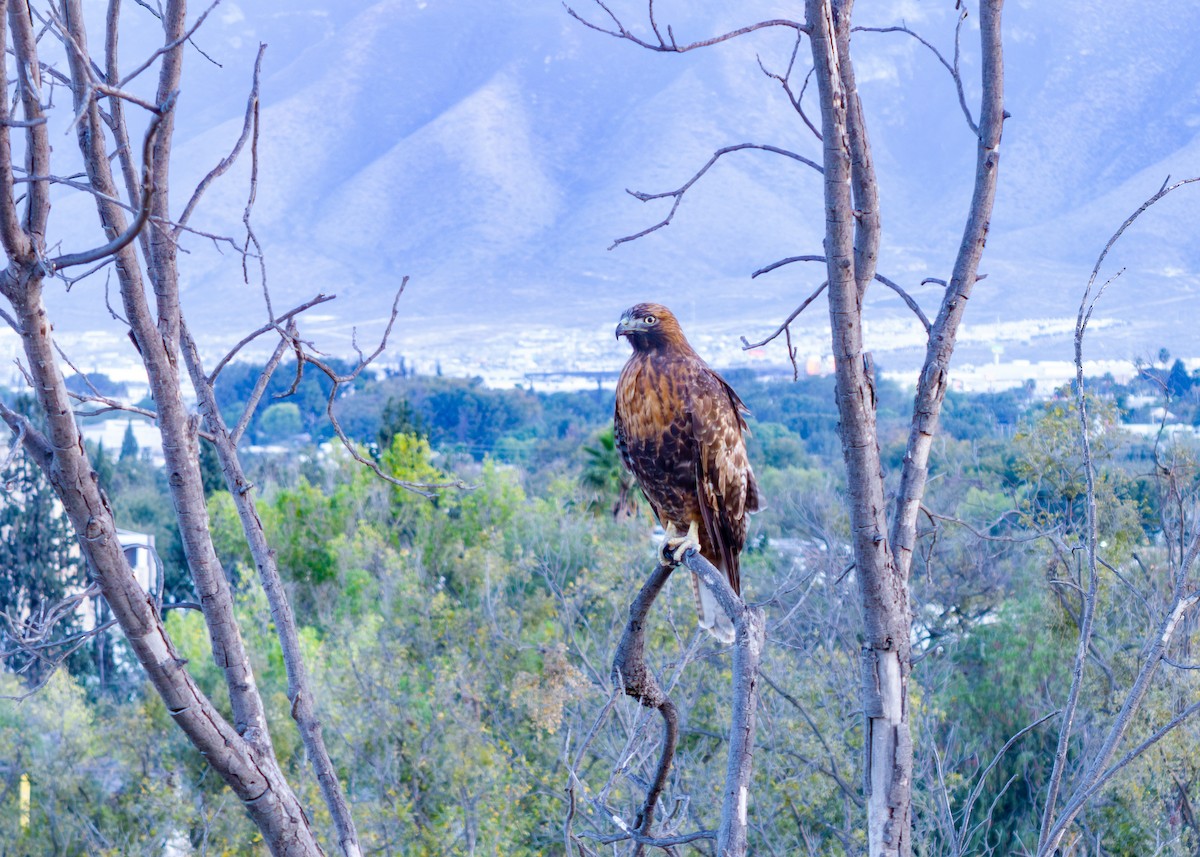 Poiana codarossa - ML645821711