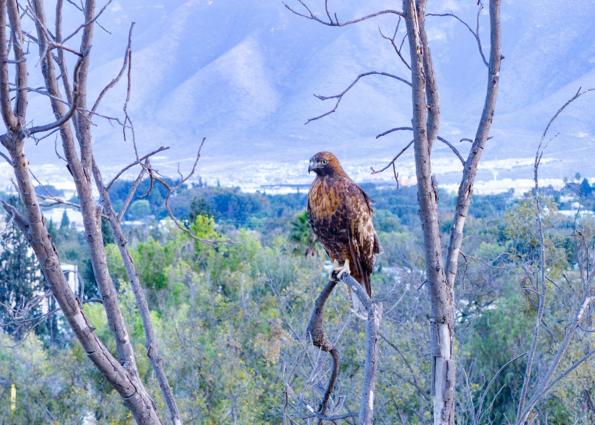 Poiana codarossa - ML645821712