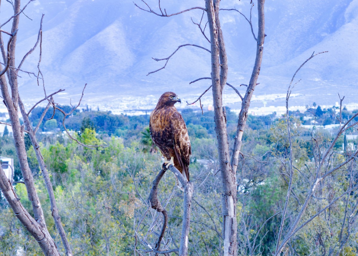 Poiana codarossa - ML645821714