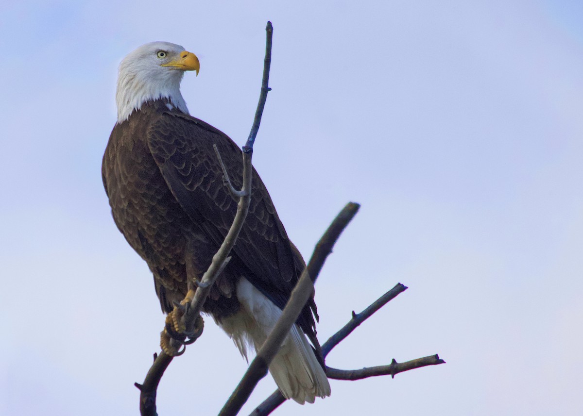 Pygargue à tête blanche - ML645821728