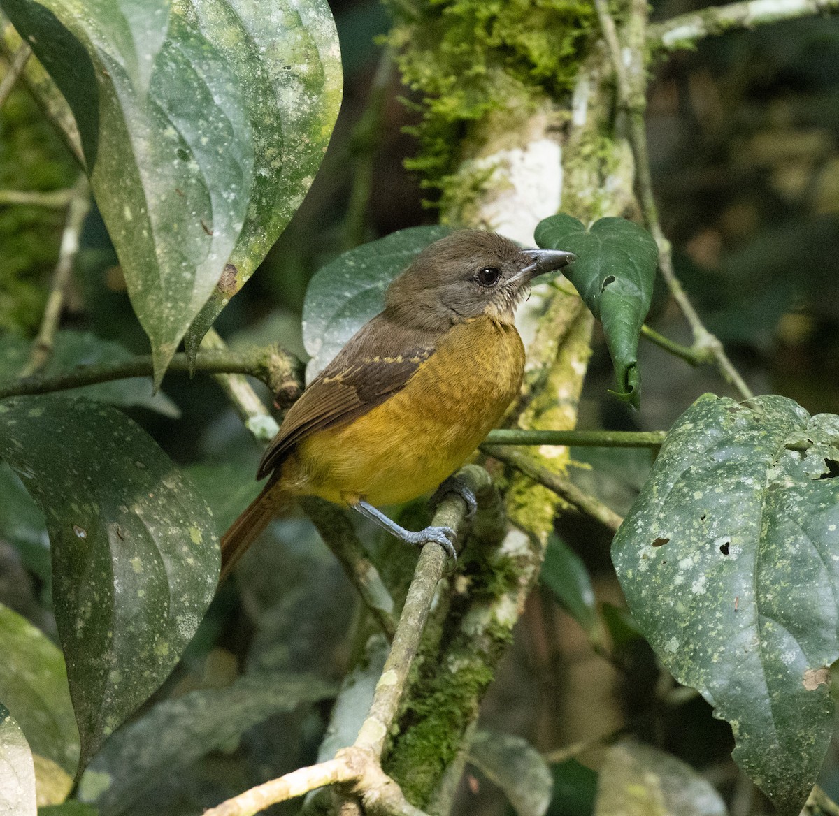 Scaly-breasted Illadopsis - ML645821744