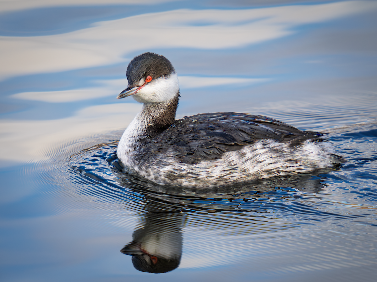 Txilinporta urrebelarria - ML645821745