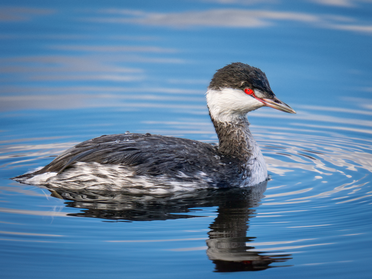 Txilinporta urrebelarria - ML645821746