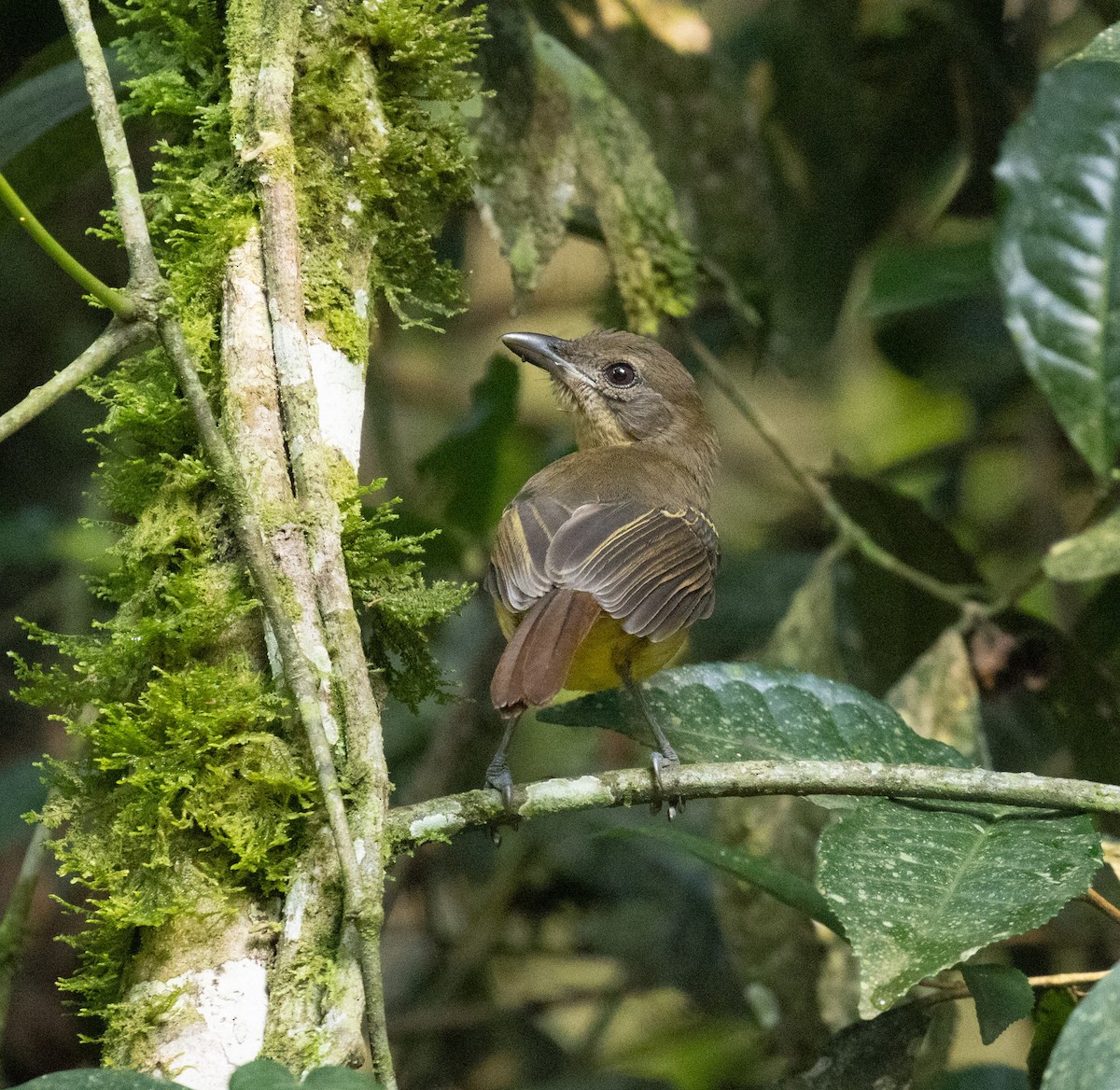 Scaly-breasted Illadopsis - ML645821747