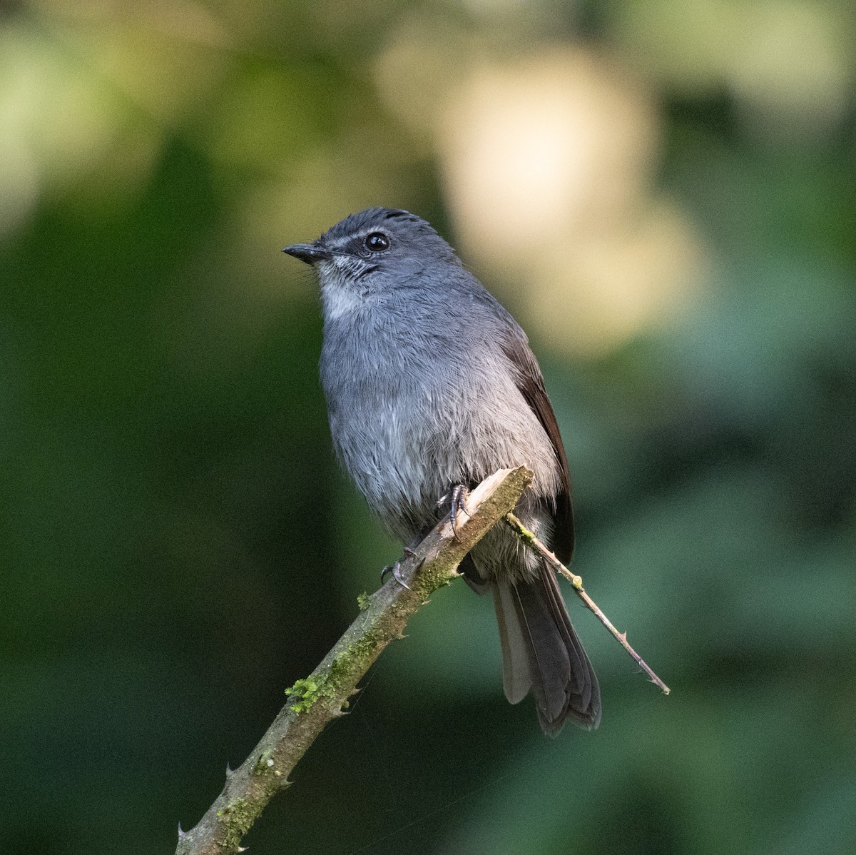 Dusky-blue Flycatcher - ML645821758