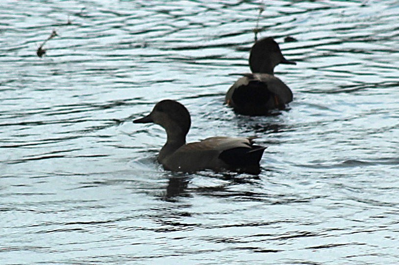 Серая утка - ML645821764