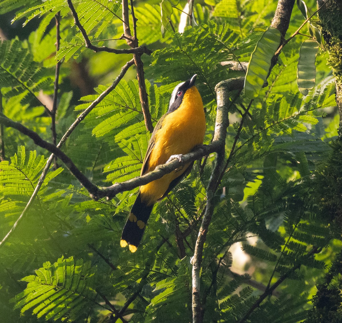 Many-colored Bushshrike - ML645821775
