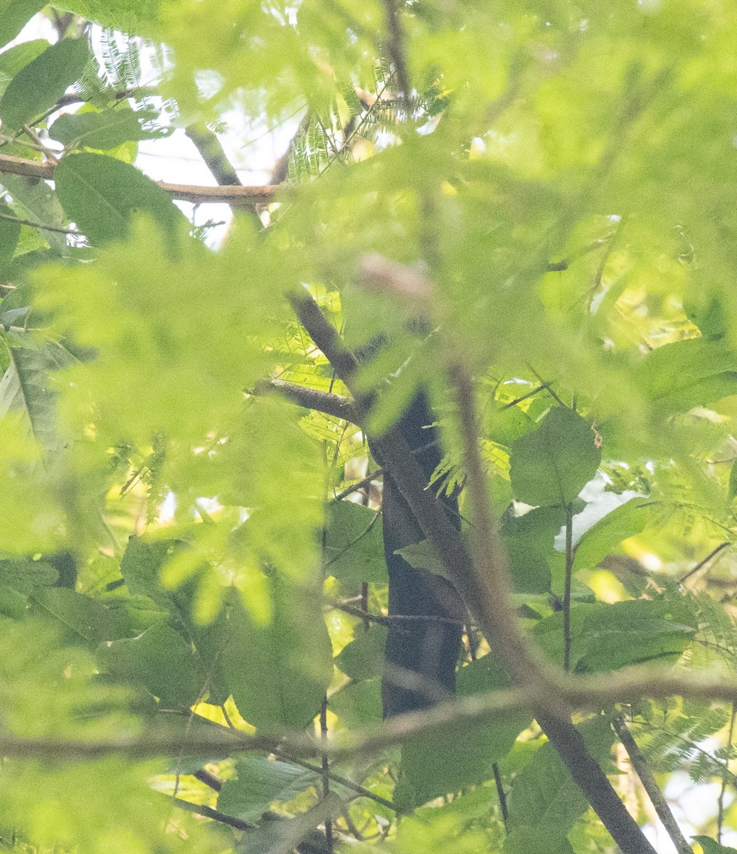 Blue Malkoha - ML645821782