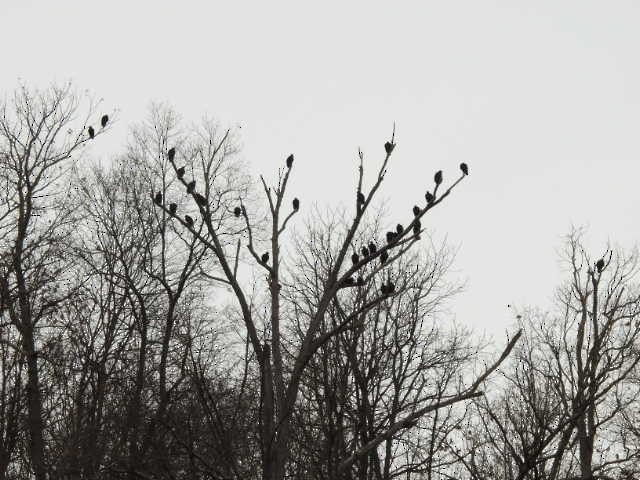 Чёрная катарта - ML645821793