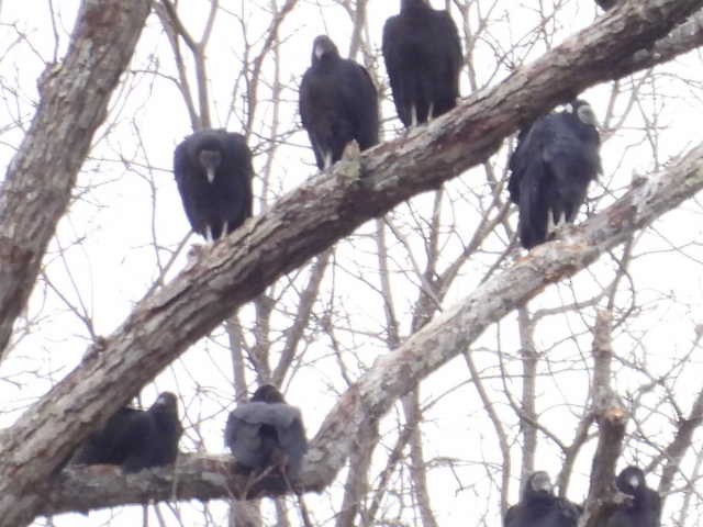 Чёрная катарта - ML645821810