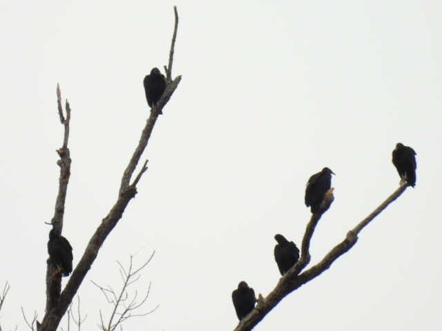 Чёрная катарта - ML645821811