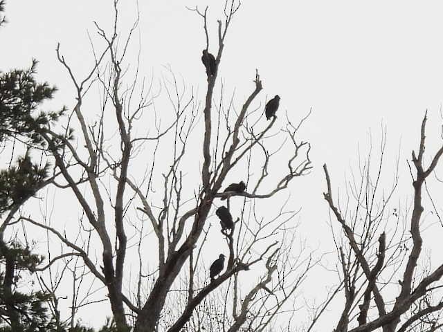 Чёрная катарта - ML645821812