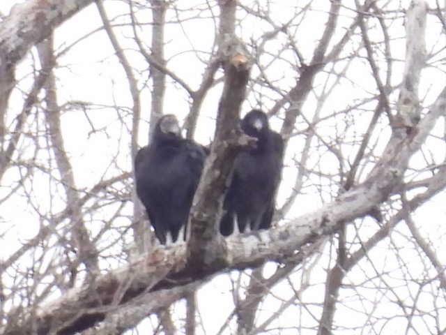 Чёрная катарта - ML645821813