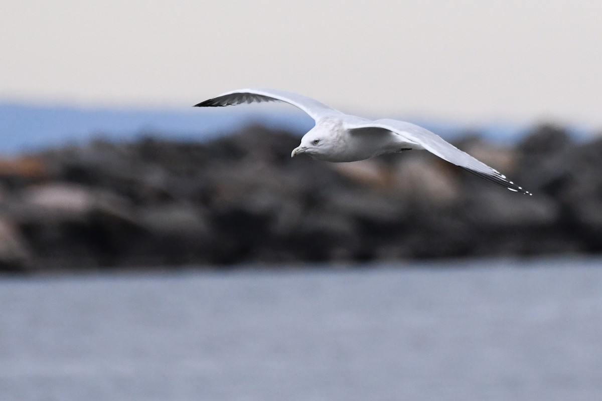 American Herring Gull - ML645821815