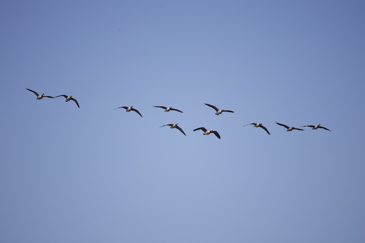 Canada Goose - ML645821816