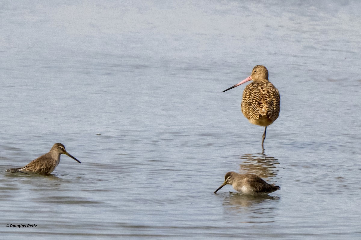 Aguja Canela - ML645821817