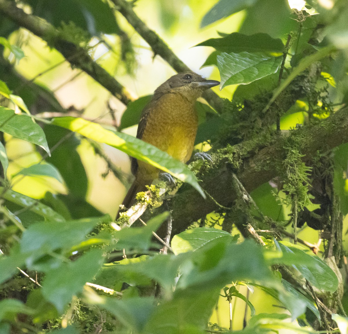 Scaly-breasted Illadopsis - ML645821824