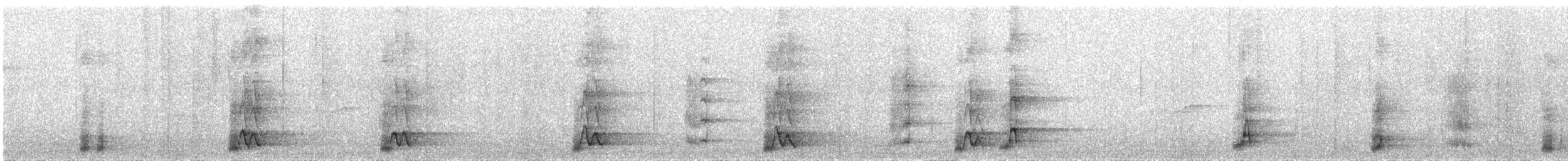 White-throated Magpie-Jay - ML645821825