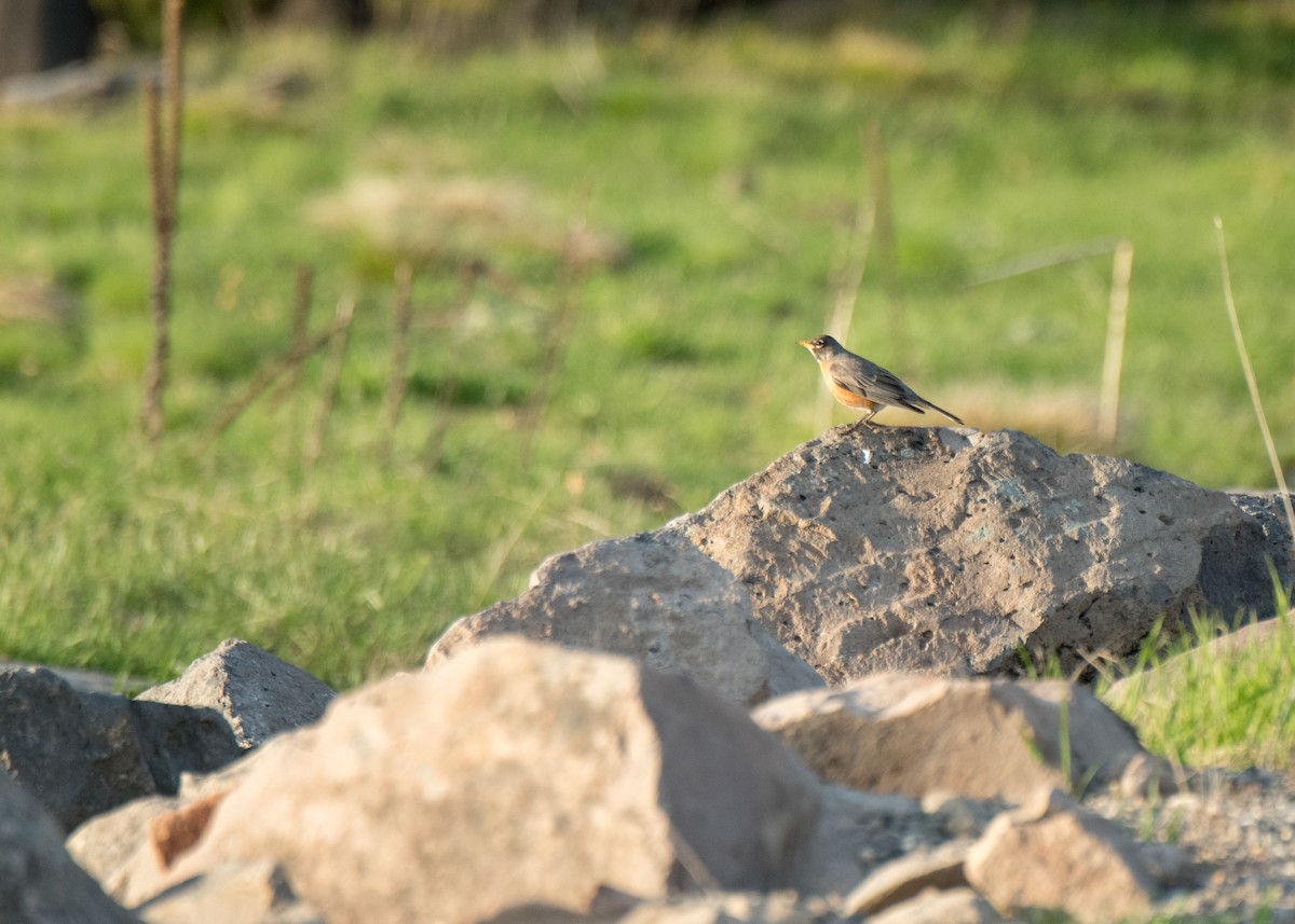 Дрізд мандрівний - ML645821852