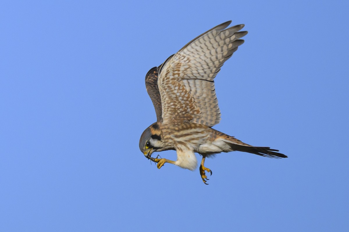 American Kestrel - ML645821880