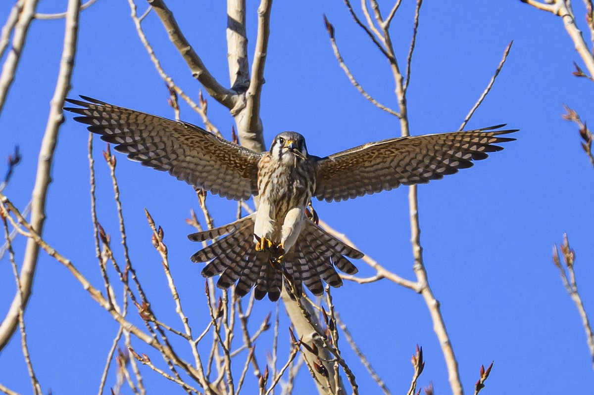 American Kestrel - ML645821881