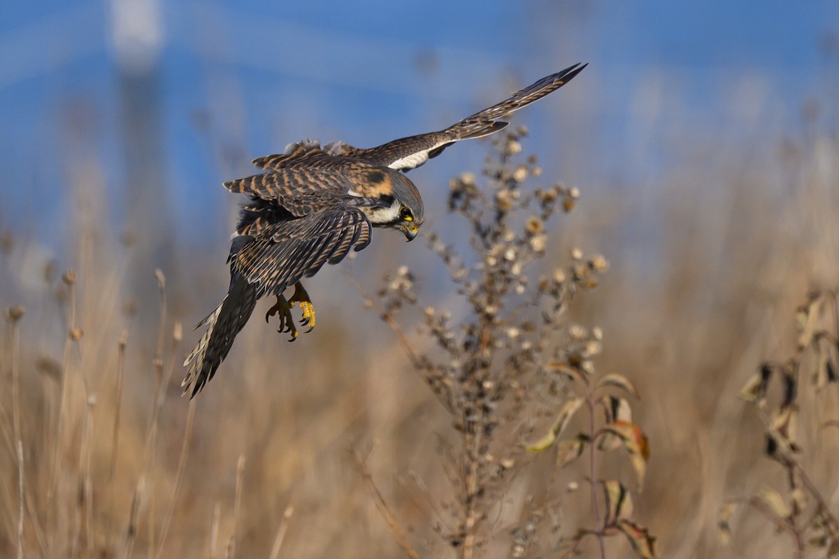 American Kestrel - ML645821882