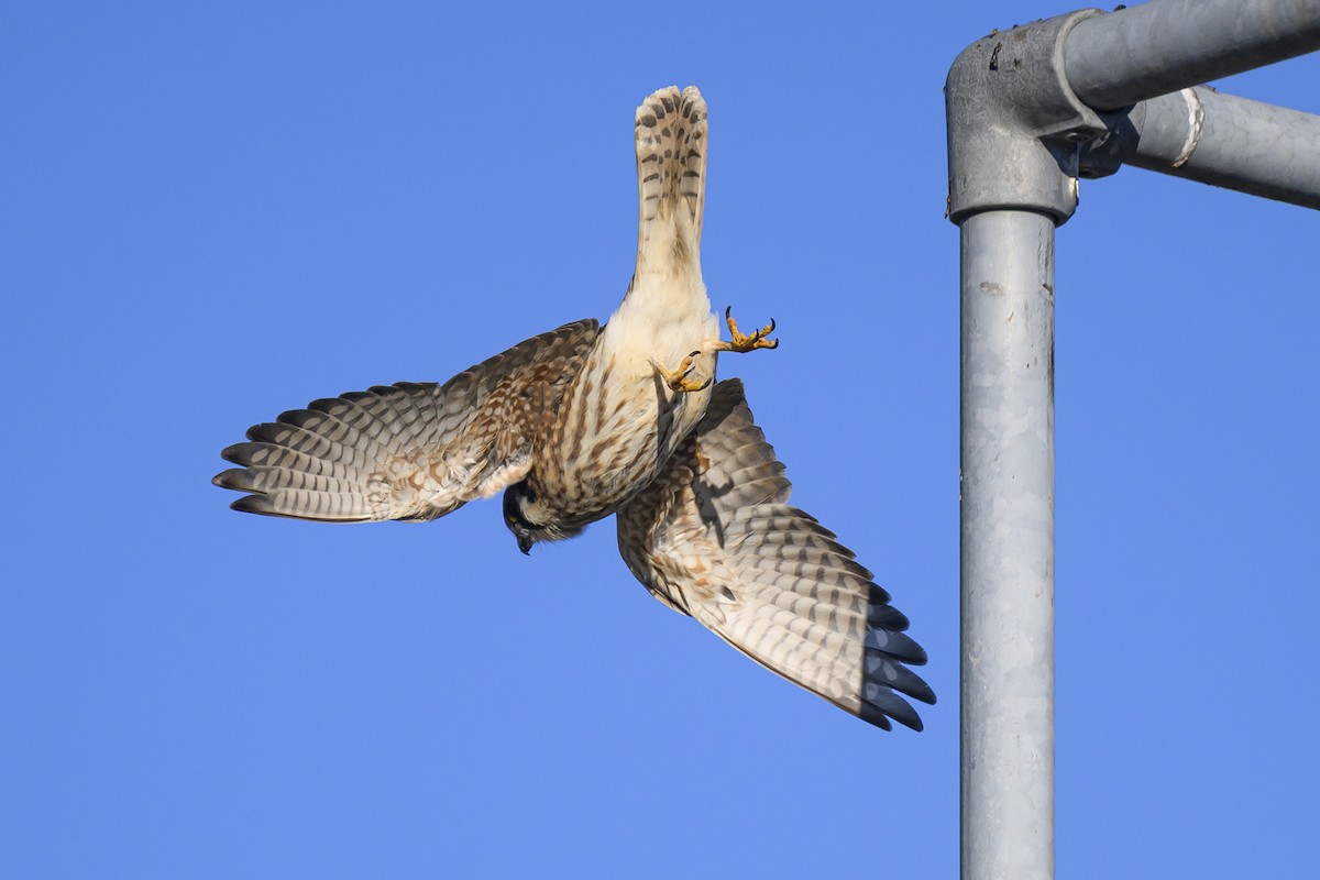 American Kestrel - ML645821883