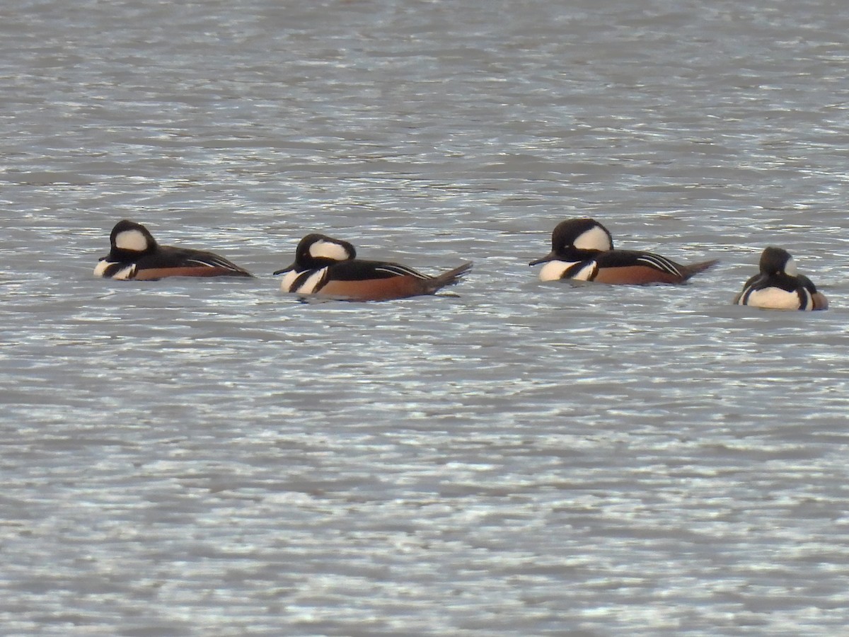 Hooded Merganser - ML645821886