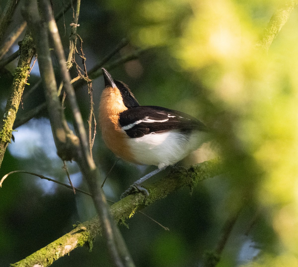 Lühder's Bushshrike - ML645821891