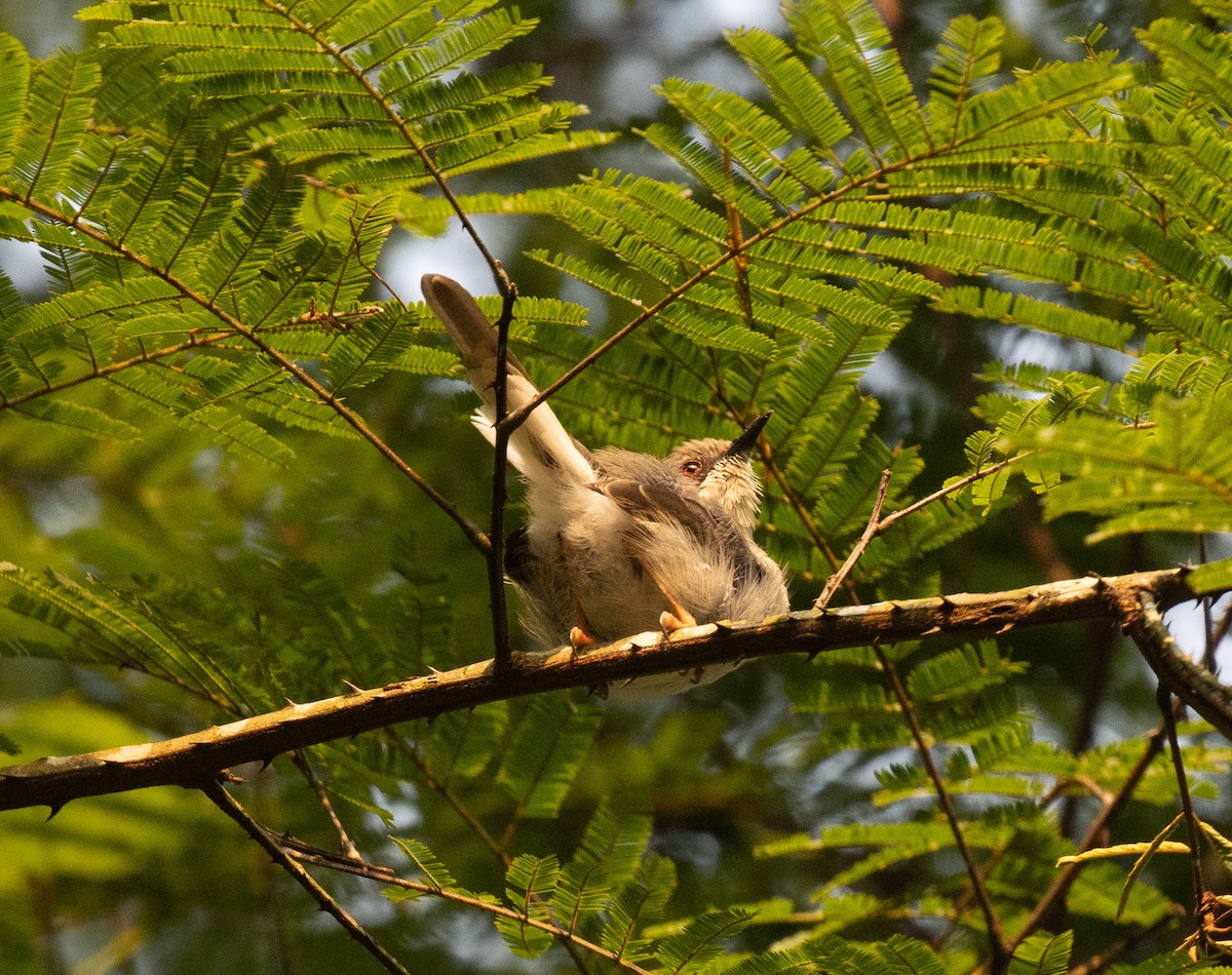 Gray Apalis (Gray) - ML645821897