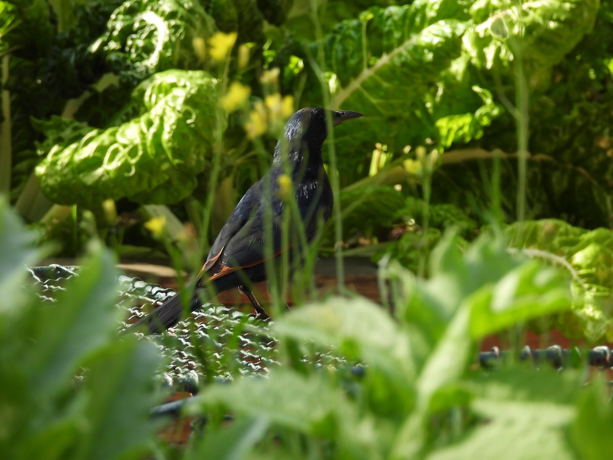 Kızılkanat - ML645821901