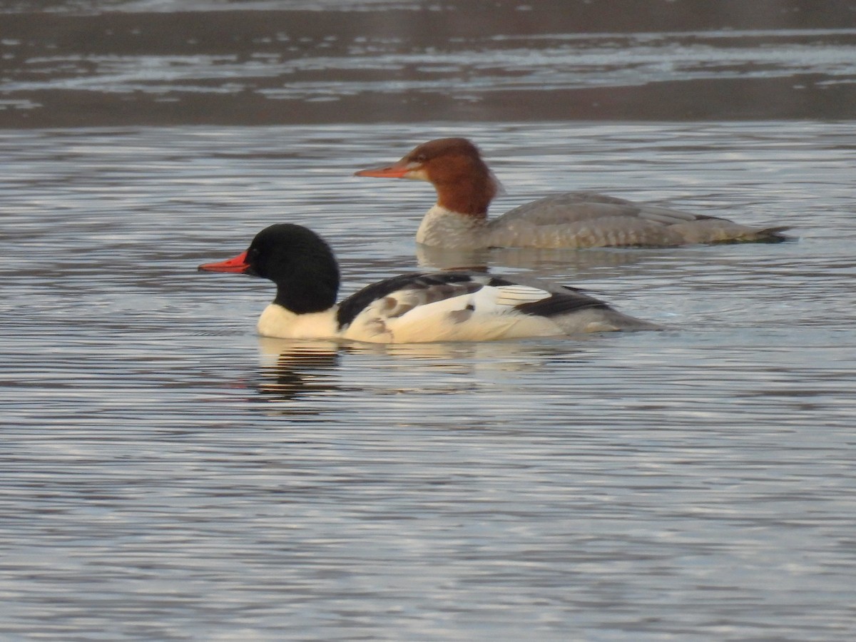 Common Merganser - ML645821902