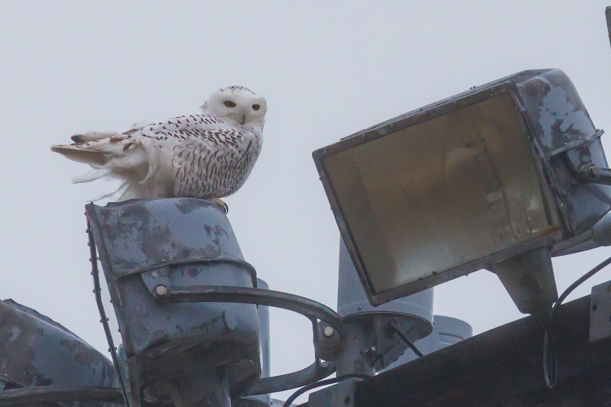 Snowy Owl - ML645821917