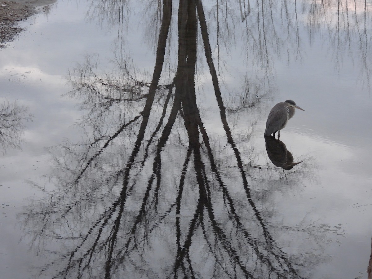 Great Blue Heron - ML645821918