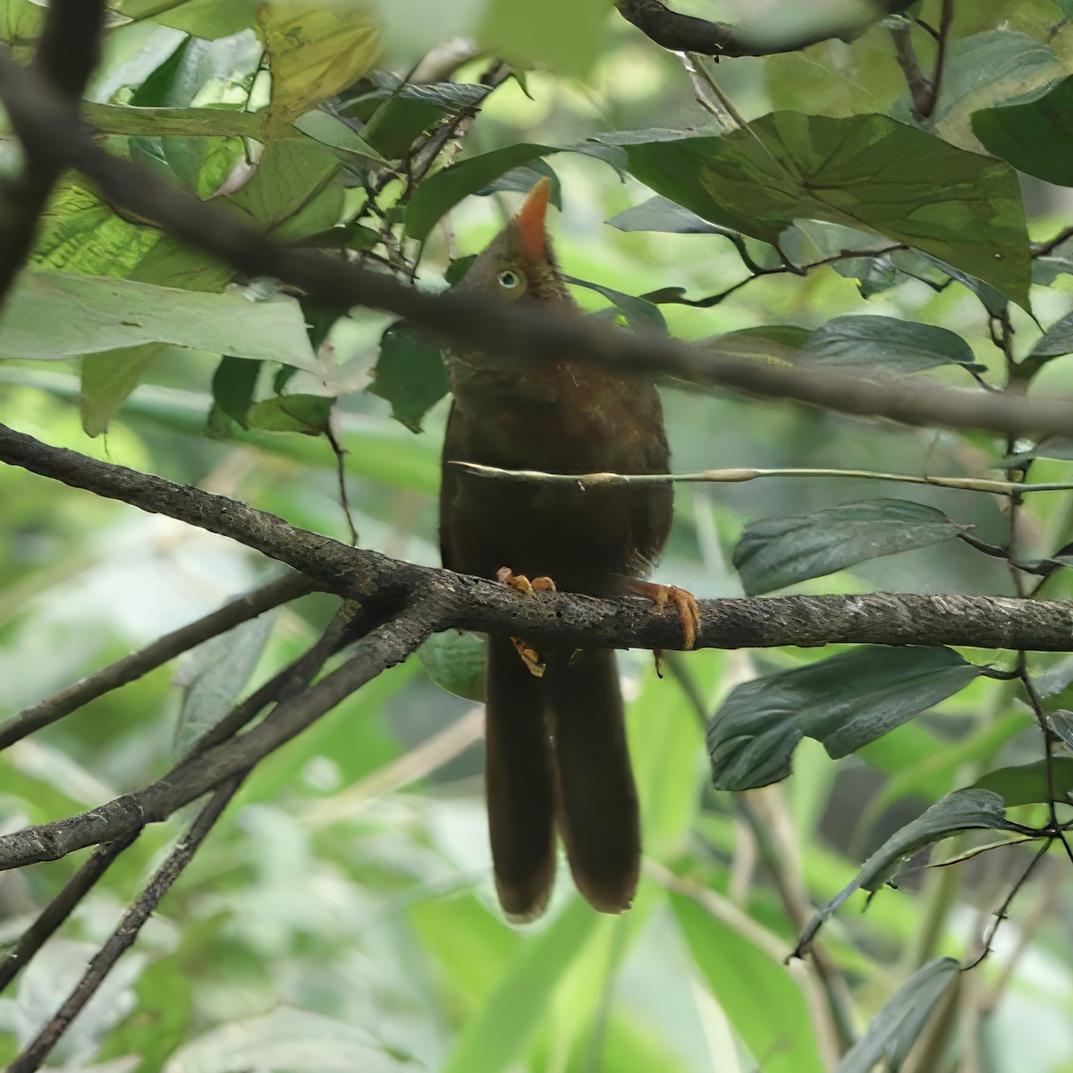 Orange-billed Babbler - ML645821919