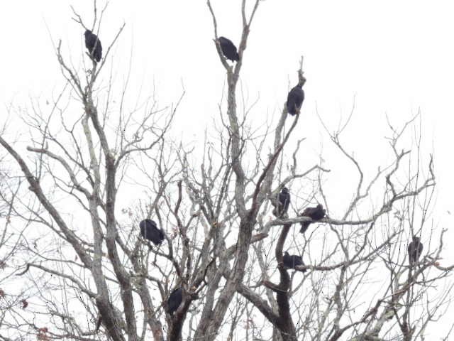 Чёрная катарта - ML645821921