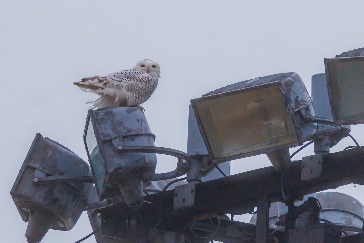 Snowy Owl - ML645821924
