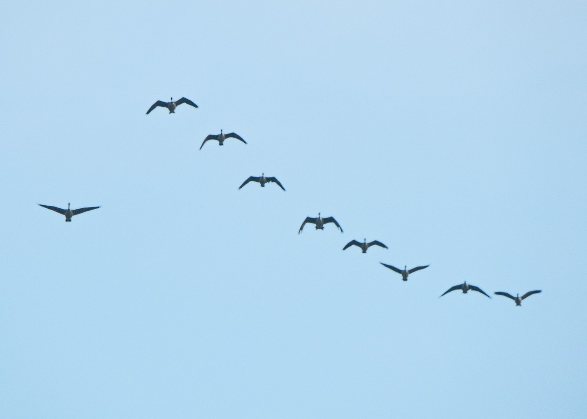 Canada Goose - ML645821936