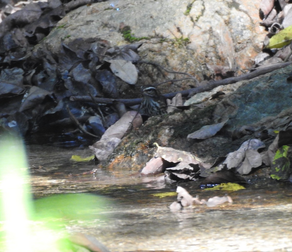 Louisiana Waterthrush - ML645821937
