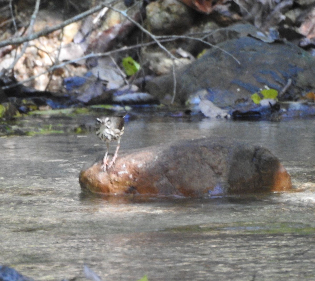 Louisiana Waterthrush - ML645821938